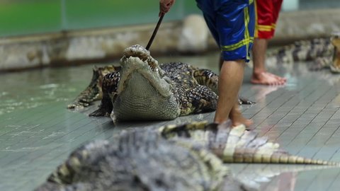 CHONBURI, THAILAND-APRIL 28,2019 : Crocodiles show at crocodile farm in Thailand. The wildlife tourism industry. Clip in high speed FPS.