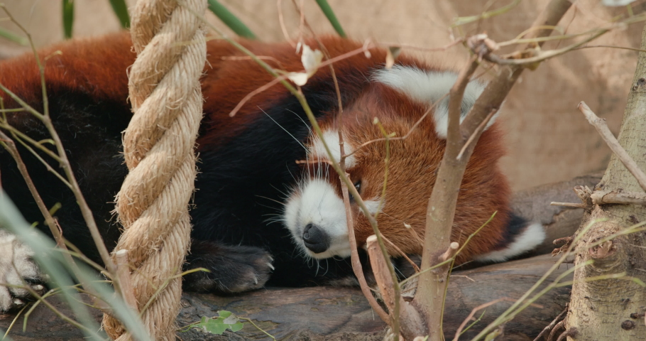 Red panda at zoo park