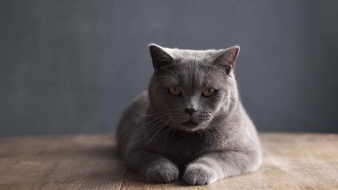 Big Gray Cat Breed British Attentively Stock Footage Video (100% ...