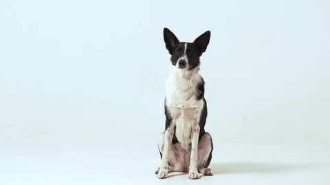 Black and white dog sitting in a studio isolated on white background. Dog trained to save owner submissively follow orders wiggling tail. 