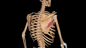This video shows the teres minor muscles on skeleton