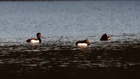 Tufted duck swimming on the lake, spring, (aythya fuligula), germany