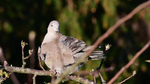 Collared dove sitting in the tree and clean her feathers, spring, (streptopelia decaocto), germany