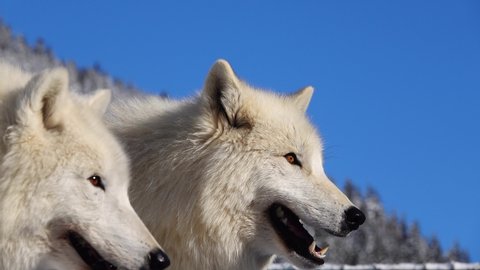 Polar wolfs on the background of a non-snowy forest.