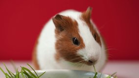 Closeup view 4k video of cute white and brown home guinea pig pet eating fresh green grass from plate with great appetite.