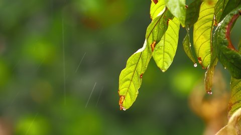 green leave branch and rain water drop falling, tropical leaf rain drops rainy season, 4k 3840 × 2160 video footage.