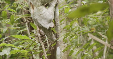 Brown-throated Sloth Climbing Up Tree in Costa Rica Rainforest Forest