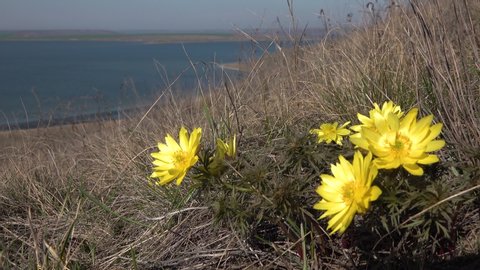 Adonis vernalis, known variously as pheasant's eye, spring pheasant's eye, yellow pheasant's eye and false hellebore, the shore of the Tiligul estuary, Ukraine