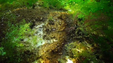 Photosynthesis in the sea, oxygen bubbles synthesized by algae. Green and red  algae on underwater rocks (Enteromorpha, Ulva, Ceramium, Polisiphonia). Black Sea