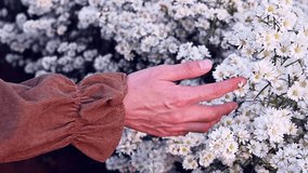 Close-up of female hand touching beautiful white cutter flowers in the garden. Conceptual of woman enjoying travel in wonderful garden.