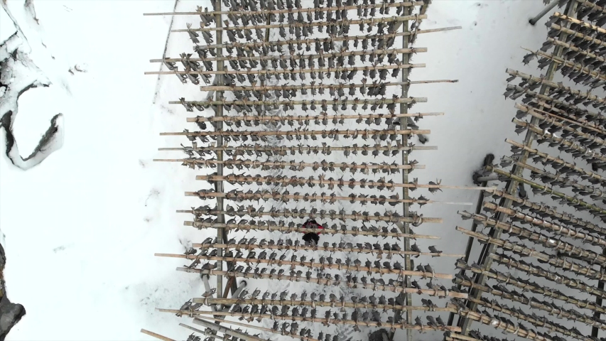 stockfish or cod air drying on wooden racks in reine, lofoten islands, Norway