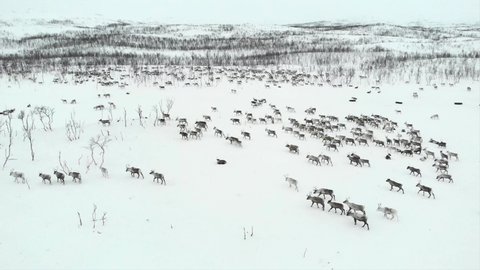reindeer herd in snowy landscape around abisko, lapland, Sweden