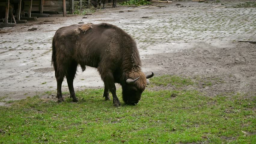 aurochs on green grass