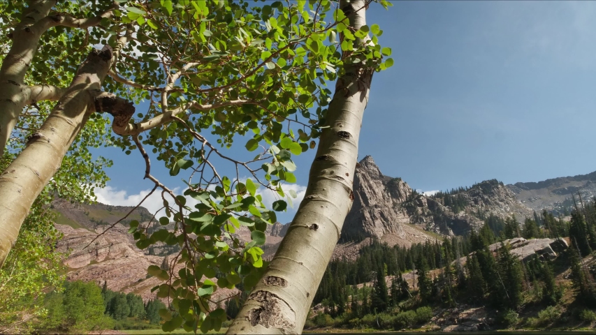Timelapse video of Sundial Peak and Lake Blanche revealed starting from behind a tree