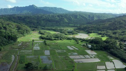 Aerial drone view of Hanalei Valley Taro Fields in Kauai, Hawaii. Shot of green lush mountain landscape fruitful wet green and red brown field. Taro root food starch staple poi