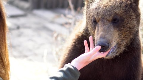 Detail close up - The Zoo keeper gives a suckling thumb to a young cute bear who thinks it's his mother. Detail close up in 4k