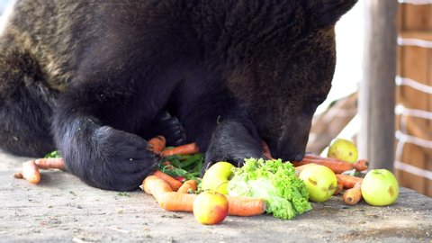 The lovely young brown bear at the Zoo enjoys his fruit lunch - detail close up in 4k