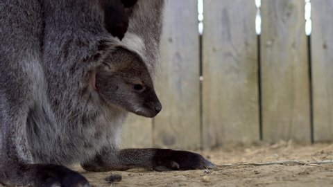 A sweet young Australian Kangaroo baby is hiding in her mother's bag and it is paying attention to the dangers - detail close up 4k