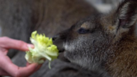 Detail to woman's hand feeding young sweet kangaroos with cabbage - close up 4k