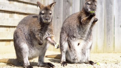 Two young hungry kangaroos eat their cabbage lunch during sunny day in Zoo - 4k detail sharp close up