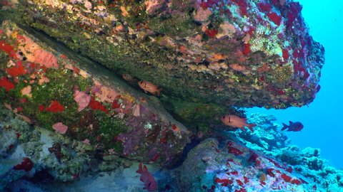Tropical red squirrelfish swim and hide under a rocky outcropping in clear blue water.  Underwater shot off shore of Maui, Hawaii.  Colorful sponges encrust the reef.