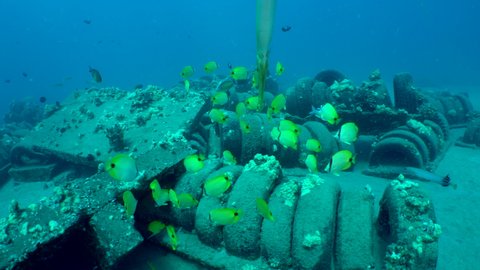 Tropical milletseed butterflyfish, Chaetodon miliaris, and trumpetfish, Aulostomus chinensis, swim over an artificial reef made of tires in search of food off shore of Maui, Hawaii.