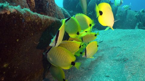 Yellow Milletseed butterflyfish, Chaetodon miliaris, aggressively eat other fish eggs off of an artificial reef, made of tires, on a sandy sea floor, near Maui, Hawaii.  