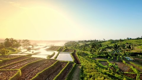 Farming In Bali, Indonesia. The subak system which evenly distributed water among rice fields in the village. Main livelihood of the Balinese