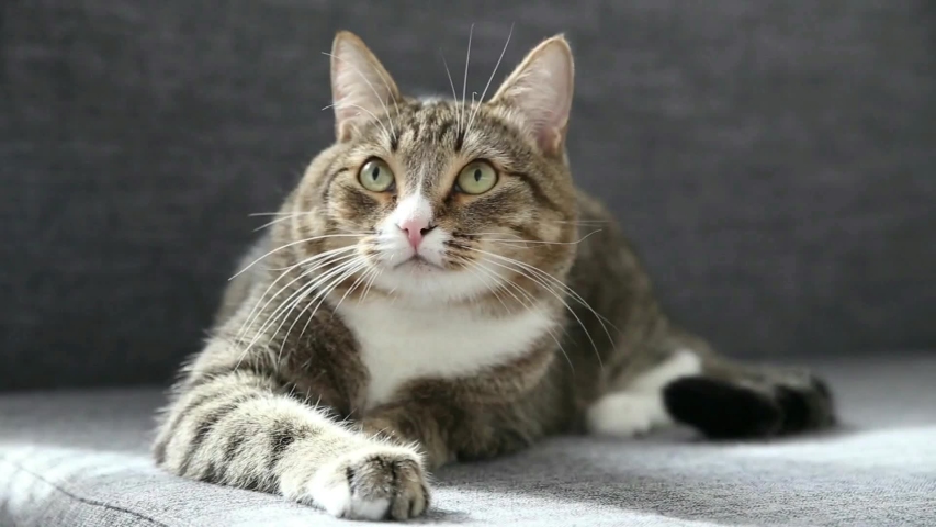 Grey-brown and black striped cat with white paws. Cute kitten is lying on the sofa in sunlight and looks in different directions