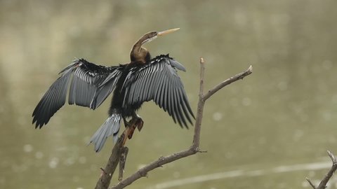 Oriental darter or Indian darter closeup perched on branch flap wings in green background at keoladeo national park or bharatpur bird sanctuary, rajasthan, india - anhinga melanogaster