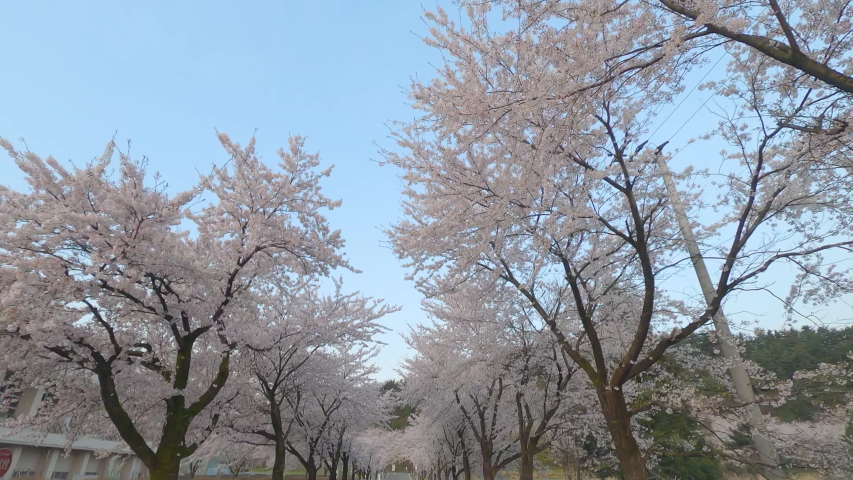 Beautiful cherry blossom trees Cherry blossoms in full bloom | Shutterstock HD Video #1050746335