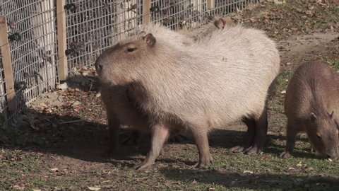 Capybara, capibara family on park. South American mammal, herbivore close up portrait shot. 