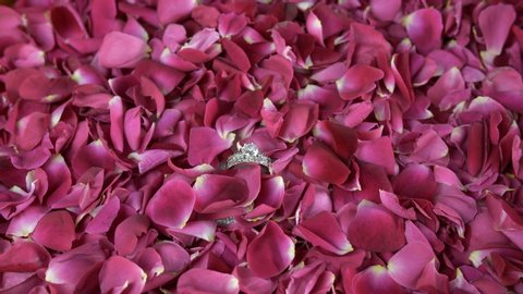 Closeup shot of Indian bride's engagement ring with rose petals - wedding concept. Top view shot of red rose petals falling on a beautiful diamond ring placed on a floral platform - wedding jewelry