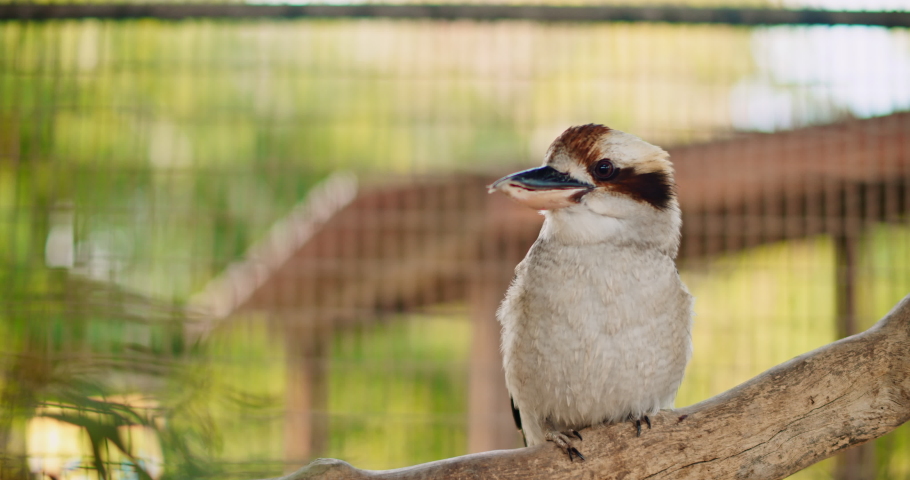 Australian Kookaburra Bird Know Laughing Jack Stock Footage Video (100% Royalty-free) 11613470 | Shutterstock