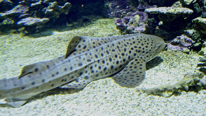 Glaucostegus typus, rhinobatos armatus swimming underwater. | Shutterstock HD Video #1050773947