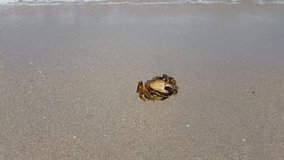 Crab on a sandy beach by the sea, video on a Sunny day.