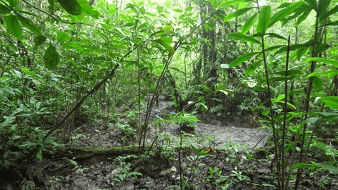 Exploring a Salt Lick or Mineral Lick in the rainforest. This is an open muddy area within the rainforest created by mammals in search of mineral rich earth. In Yasuni National Park, Orellana Province