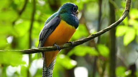 Stunning colorful bird in Panama jungle flies away after resting - HD