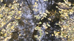 arious dead tree leaves in fall colors floating on water surface with tree trunk reflections. colorful autumn leaves reflecting in lifestyle the water - Powered by Shutterstock - Get 15% off with code: PIKWIZARD15