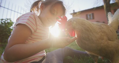 Authentic close up shot of hens are eating cereals from a little girl hands outside the countryside farm in a sunny summer day. Concept: love for animals and nature, agriculture, vegetarian and vegan