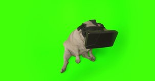 Funny cute pug dog using a virtual reality headset. Pug dog wearing virtual reality glasses. Pet in VR gadget. Sitting. Green screen