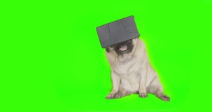 Funny cute pug dog using a virtual reality headset. Pug dog wearing virtual reality glasses. Pet in VR gadget. Sitting in front of the camera. Green screen