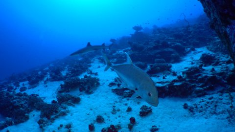 A giant trevally, Caranx ignobilis, and a white tip reef shark, Triaenodon obesus, swim over a deep Hawaiian rocky reef in clear blue tropical water.