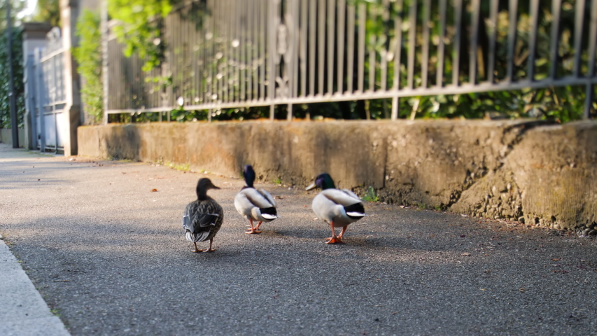 Three wild ducks on the empty street in French city during locked-down Coronavirus Covid-19 pandemy  Royalty-Free Stock Footage #1050783955