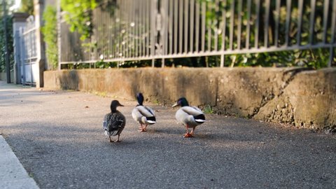 Three wild ducks on the empty street in French city during locked-down Coronavirus Covid-19 pandemy 