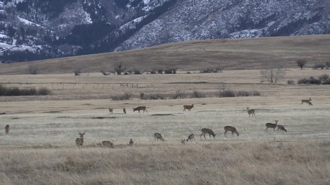 White-tailed Deer Herd Many Animals Eating and Grazing in Wyoming Mountain Foothills