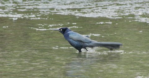 Great-tailed Grackle Bird Walking Moving Wading in Water in Estuary