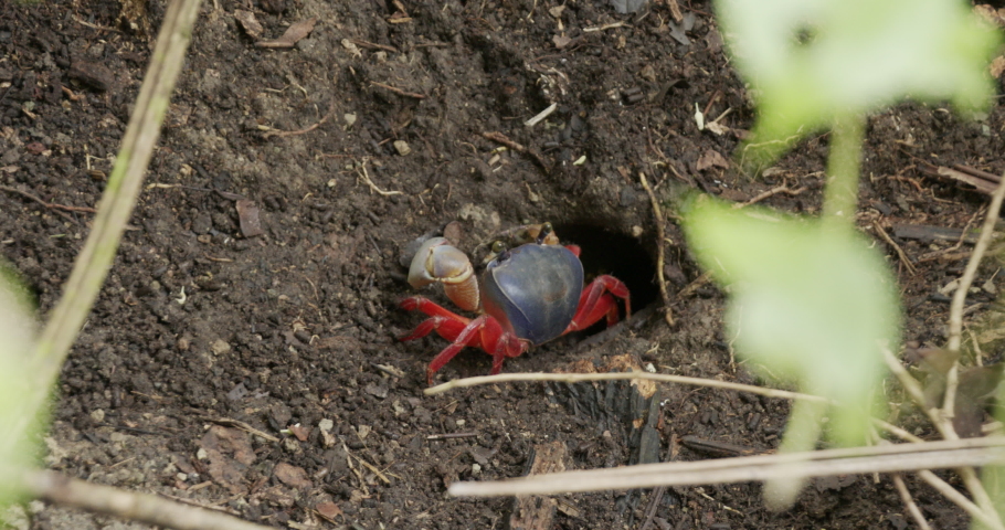 Halloween Crab Going Into Hole in Estuary Mangrove Swamp in Costa Rica