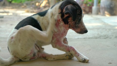 High-quality footage of a mangy dog is scratching his skin on the floor. Mange in dogs cause by a type of  Demodex Canis