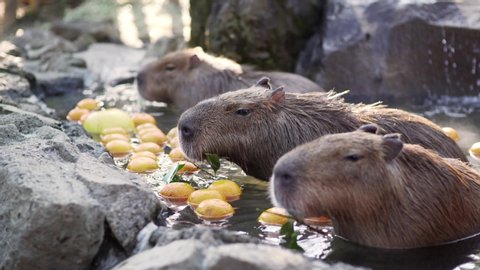 Closeup View Of Capybaras Munching Food In Slow Motion While Bathing In The Hot Spring Water In Izu, Japan - Tele Shot